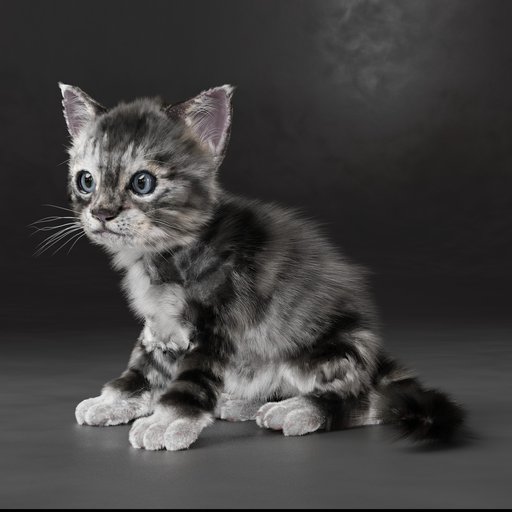 Thumbnail: kitten