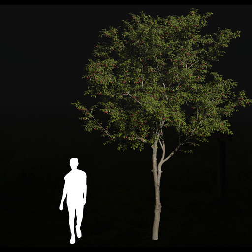 Thumbnail: Cherry tree