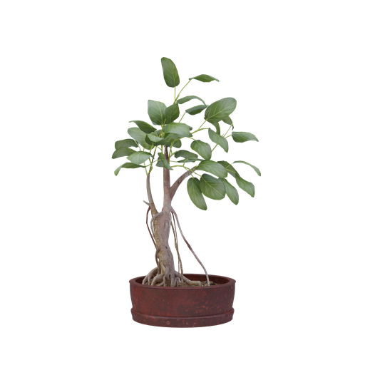 Thumbnail: Plant 32
