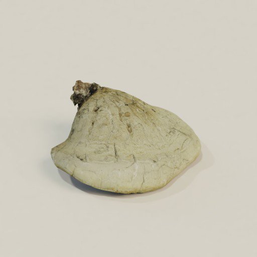 Thumbnail: Polypore Fungus