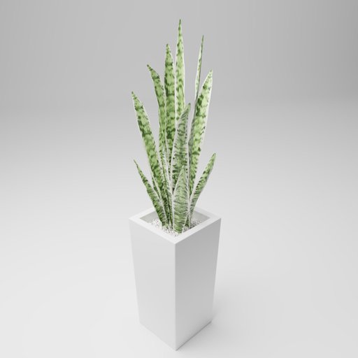 Thumbnail: Sansevieria