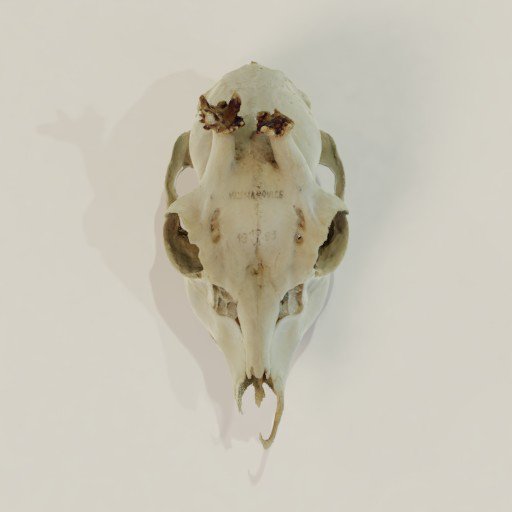 Thumbnail: Deer skull