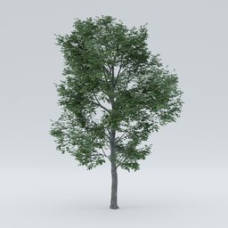 Ulmus tree