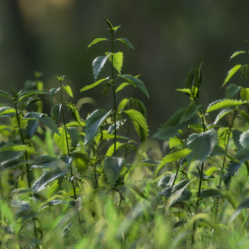 Thumbnail: Nettles