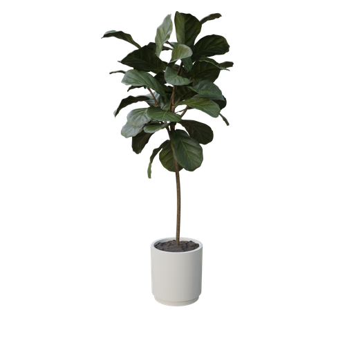 Thumbnail: Indoor Plant