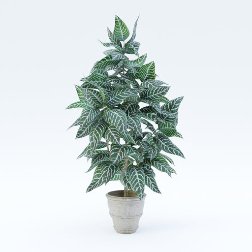 Thumbnail: Zebra plant