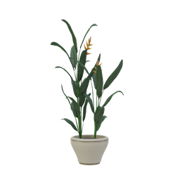 Plant 56