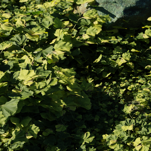 Thumbnail: Cheseweed