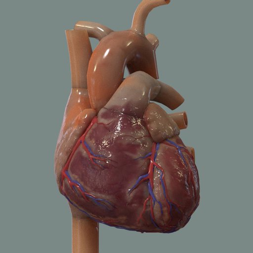 Human heart