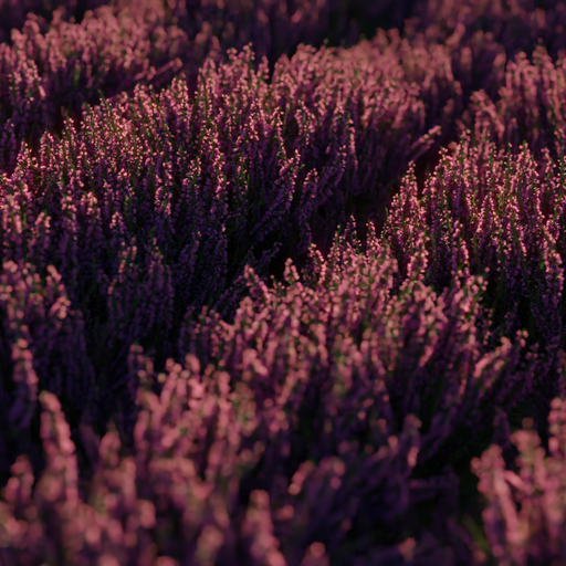 Thumbnail: Heather Plants